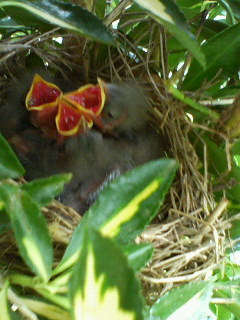 鳥のひな.jpg
